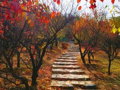 -龙口南山旅游景区