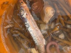 -北海金海湾红树林生态旅游区