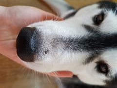 -Husky Go! 哈士奇体验馆·宠物咖啡厅狗咖