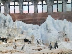 -帝企鹅自助餐厅•儿童岛•真企鹅(长隆企鹅酒店)