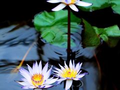 -国家植物园南园