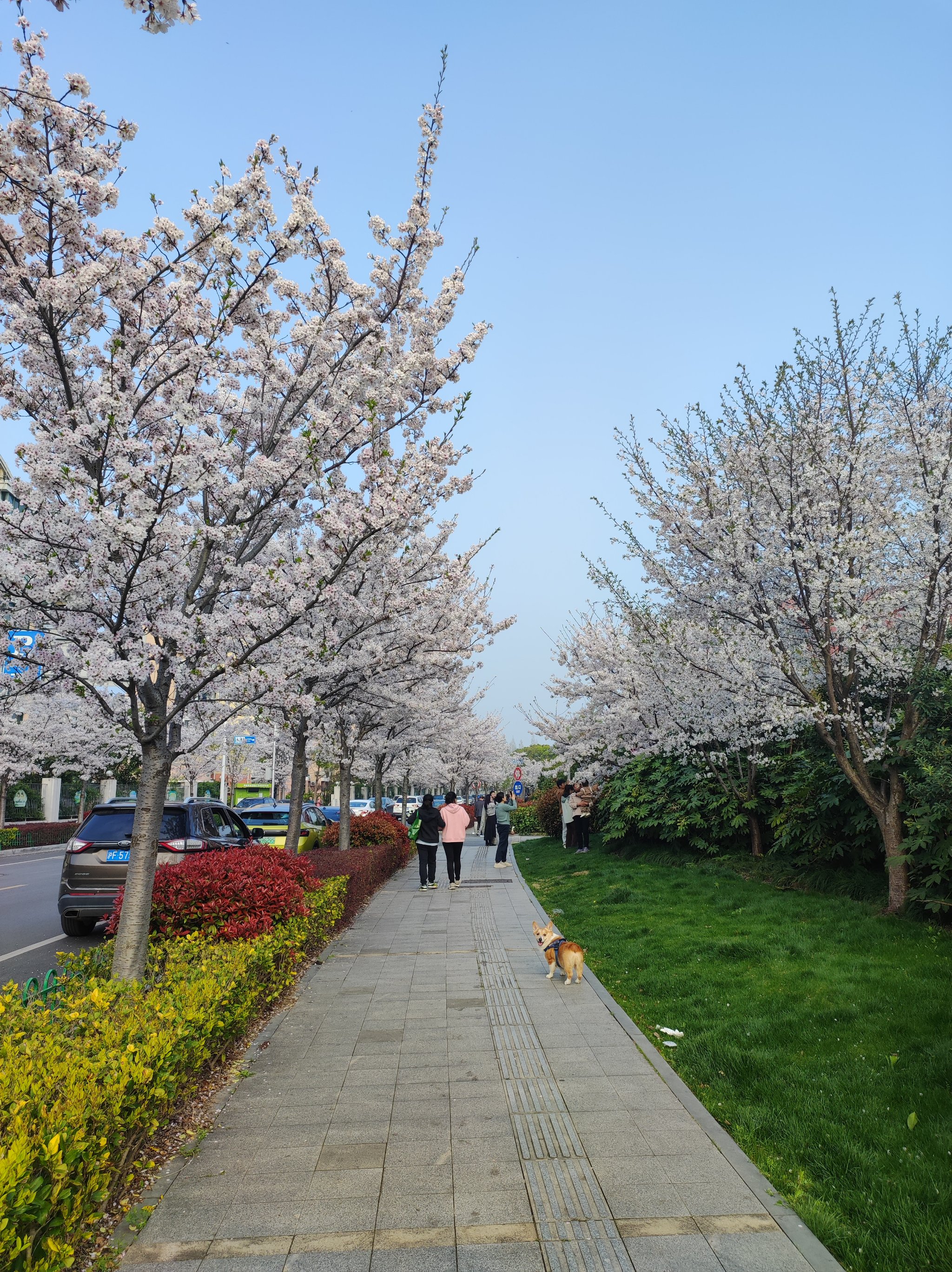 上海东樱花园图片