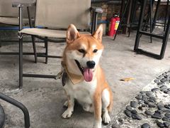 -柴犬高等学院·狗咖·柴犬售卖·宠物训练