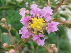 android_upload_pic-郑州植物园