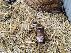 -费瑟代尔野生动物园