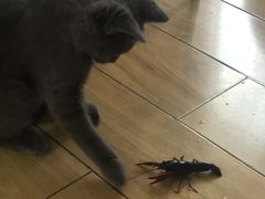 -喵zoo家庭繁育猫舍(尖东智能花园店)