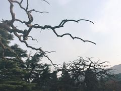 -香山公园
