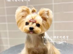 -帕帕拉兹宠物(亚洲旗舰店)