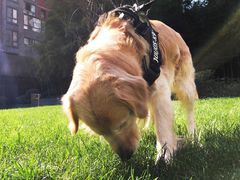 宠物寄养—大草坪遛弯儿-Oh My Dog宠物沙龙(伊珊娜皮毛护理店)