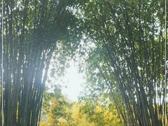 -望江楼公园