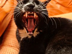 -伟伟宠物医院·瑞派猫友好医院·猫科(光谷店)