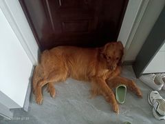 -宠颐生动物医院·心脏科·保险定点(锦阳分院)