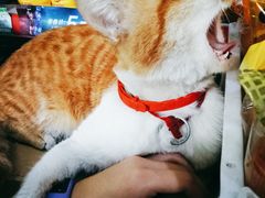 -董哥山城碗碗香(美专校街店)