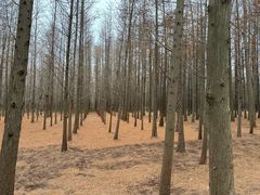 -日照海滨国家森林公园