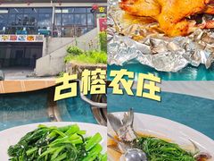 -古榕农庄·桑拿簸箕菜·招牌泥焗鸡(清远长隆店)