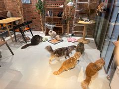 -豆逗聊愈猫阁Easy Life