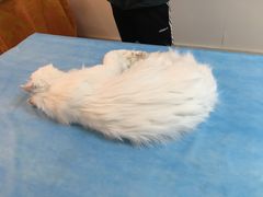 -翡翠森林宠物火化殡葬(通州店)