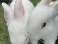 -前小桔亲子创意农场·草莓采摘·露营烧烤