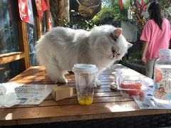 -喵屿·大理花园猫咖