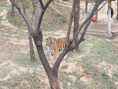 -石家庄市动物园