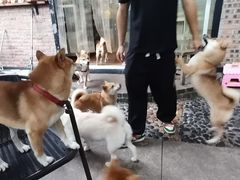 -柴犬高等学院·狗咖·柴犬售卖·宠物训练