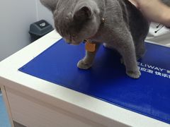 -博特宠物医院24h犬猫全科.骨科·异宠