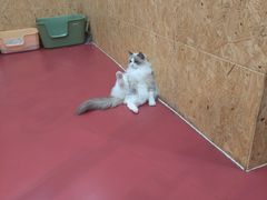 -和它·交个朋友·狗咖猫咖(爱琴海店)