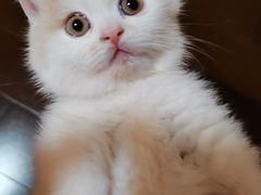 -欣宠猫屋·矮脚拿破仑·蓝金金渐层