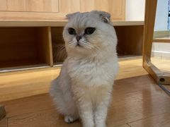 -是阿柴呀！柴犬咖啡·爱喵喵猫咖