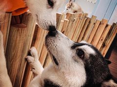 -Husky Go!哈士奇体验馆·宠物咖啡厅狗咖