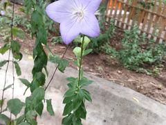 -草根堂农场