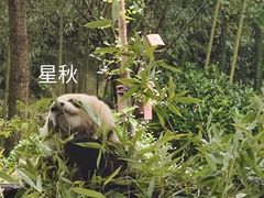 -都江堰中华大熊猫苑
