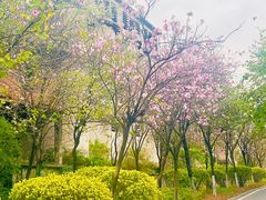 -广东花都湖国家湿地公园