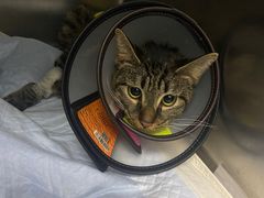 -爱侣宠医·鹦鹉专科·小型哺乳类·异宠专科(灵石路店)