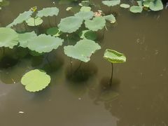 -荔湾湖公园