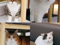 -喵园·猫主题咖啡厅·撸猫·猫咖(国贸店)