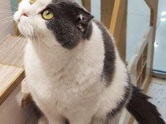 -猫域·湾主题猫咖·宠物吧(南坪城市广场店)