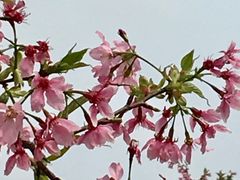 -天适樱花悠乐园