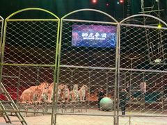 -俄罗斯国家大马戏团