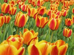 -长春公园(普阳街道)