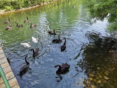 -长白岛森林公园