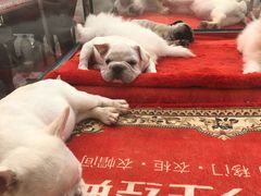-中环花鸟鱼虫市场