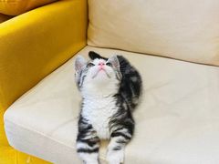 -山宅一喵德文卷毛猫舍