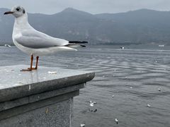 -滇池海埂公园