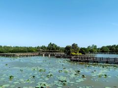 -大湾区中央湿地公园