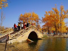 -金塔沙漠胡杨林景区