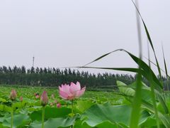 -西青郊野公园