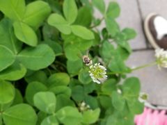 -湖南东洞庭湖国家级自然保护区