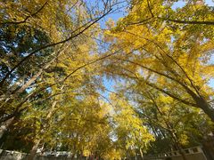 -三里屯东五街银杏大道