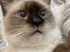 -共舞时光猫咖·狗咖(新街口店)